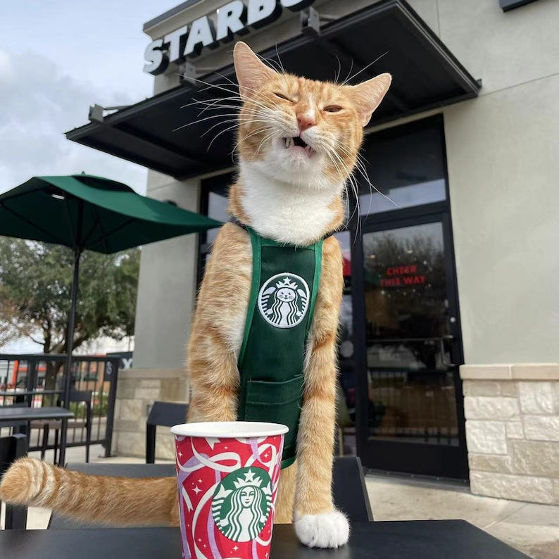 Cat wearing a Starbucks apron standing next to a coffee cup in front of a Starbucks store.