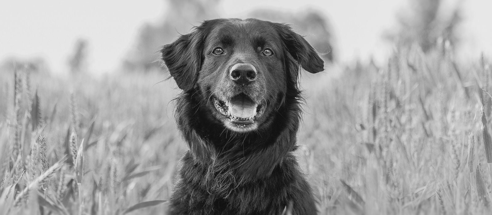 The Pet Edit online pet magazine